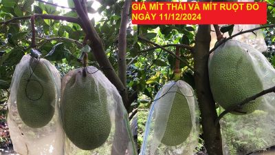 GIÁ MÍT THÁI VÀ MÍT RUỘT ĐỎ HÔM NAY NGÀY 11/12/2024