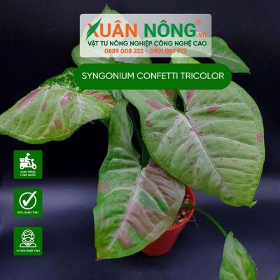 Cây Syngonium Confetti Trivolor:  Đặc điểm, cách trồng và chăm sóc