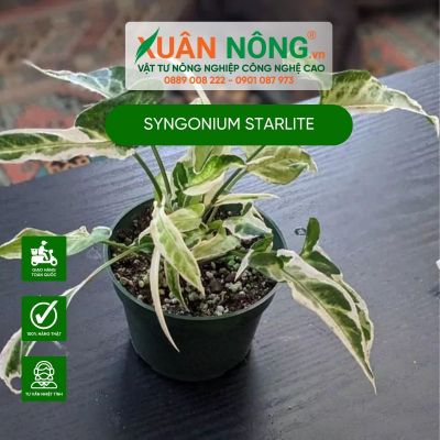 Syngonium Pink Perfection: Đặc điểm, cách trồng và chăm sóc