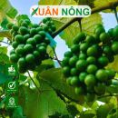 Hướng dẫn kỹ thuật chăm sóc cây nho kẹo khi ra hoa