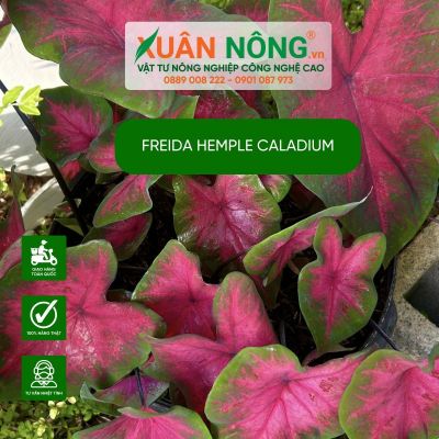 Cách trồng, chăm sóc Freida Hemple Caladium: Trend mới cho nhà xanh