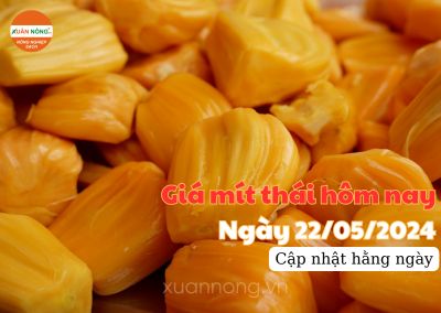 Giá mít thái hôm nay ngày 22/05/2024