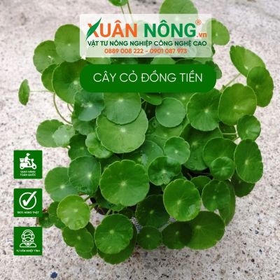 Cây cỏ đồng tiền - cây thủy sinh bán cạn dễ trồng nhất