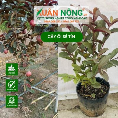 Cây ổi sẻ tím: Công dụng, cách trồng và chăm sóc