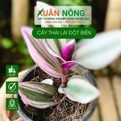 Cây Tradescantia albiflora Nanouk (Thài Lài Hồng Nanouk, Thài Lài Đột Biến)