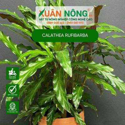 Cách trồng và chăm sóc cây đuôi công lông thỏ - Calathea Rufibarba