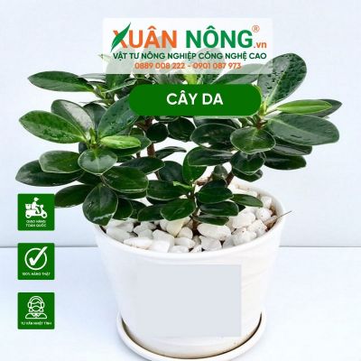 Cây Da: Đặc điểm, hướng dẫn về cách trồng và chăm sóc