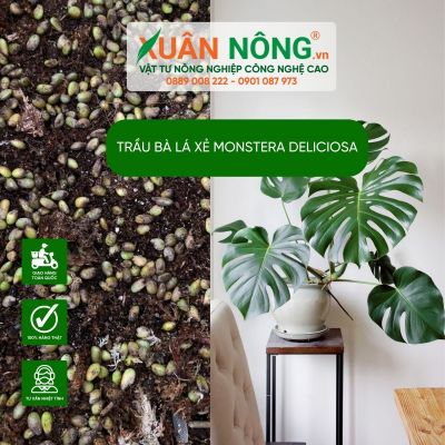 Đặc điểm, cách trồng, chăm sóc trầu bà lá xẻ Monstera Deliciosa