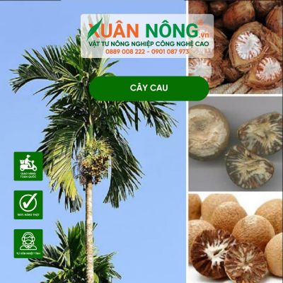 Kỹ thuật trồng cau lấy quả năng suất cao