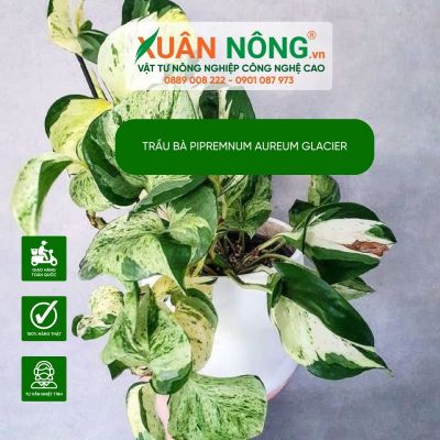 Cách trồng,ý nghĩa phong thủy cây trầu bà Epipremnum aureum Glacier