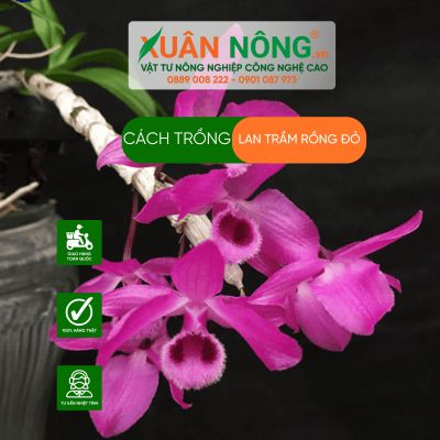 Cách trồng lan trầm rồng đỏ năng suất cao