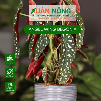 Angel Wing Begonia: Đặc điểm, cách trồng và chăm sóc