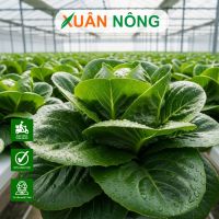 Thi công nhà màng trồng rau ở An Giang