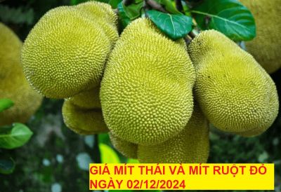 GIÁ MÍT THÁI VÀ MÍT RUỘT ĐỎ HÔM NAY NGÀY 02/12/2024