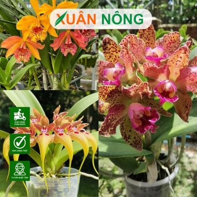 Top 35 loại hoa lan được yêu thích nhất hiện nay