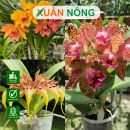 Top 35 loại hoa lan được yêu thích nhất hiện nay