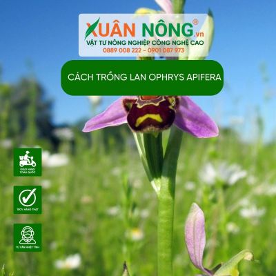Cách trồng Lan Ophrys apifera năng suất cao