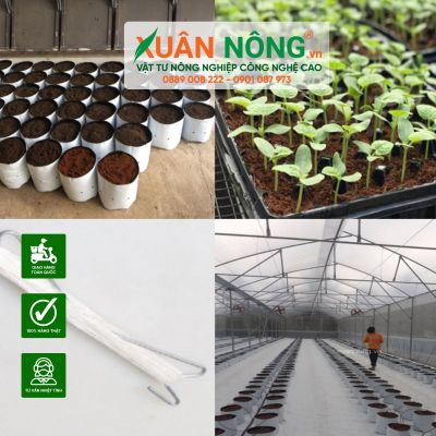 Trồng dưa lưới trong nhà màng bằng xơ dừa năng suất cao