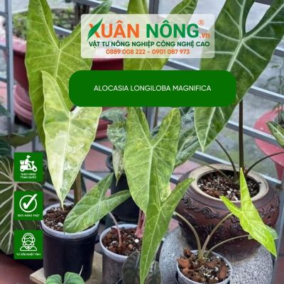 Đặc điểm, cách trồng và chăm sóc cây Alocasia longiloba Magnifica