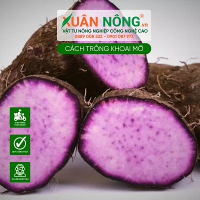 Cách trồng khoai mỡ đúng kỹ thuật