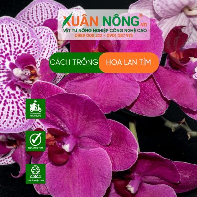 Cách trồng hoa lan tím năng suất cao