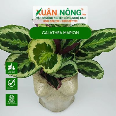 Cây đuôi công Calathea Marion: Ý nghĩa, công dụng, cách trồng