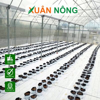 Ưu điểm của mô hình dưa lưới trong nhà màng