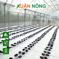 Ưu điểm của mô hình dưa lưới trong nhà màng