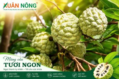 M&atilde;ng Cầu: Đặc Điểm, C&aacute;ch Trồng V&agrave; Chăm S&oacute;c Sai Quả