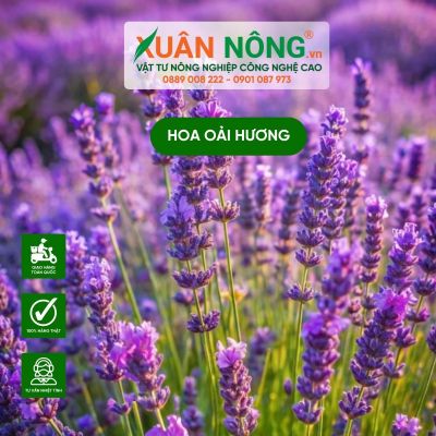 Cách trồng và chăm sóc hoa oải hương vừa đẹp vừa thơm