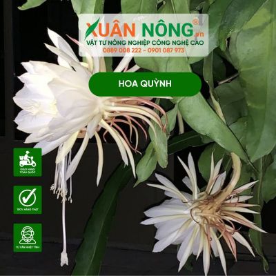 Nguồn gốc, ý nghĩa, cách trồng và chăm sóc hoa quỳnh