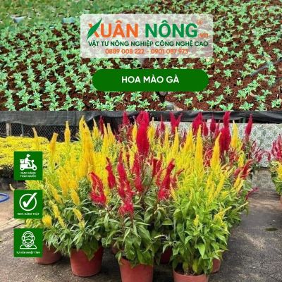 Hoa mào gà: Nguồn gốc, phân loại, cách trồng