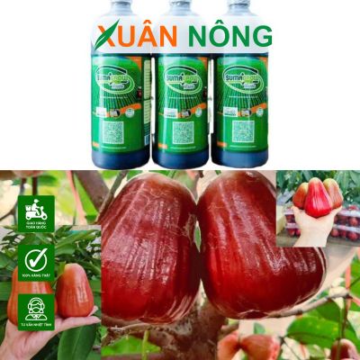 Sumagrow Inside giúp mận MST đậu trái đồng loạt, lớn nhanh