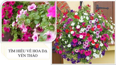 Tìm hiểu về hoa dạ yến thảo