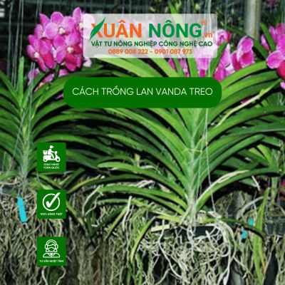 Cách trồng lan Vanda treo năng suất cao