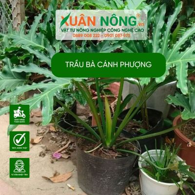 Cách chăm sóc trầu bà cánh phượng hiệu quả