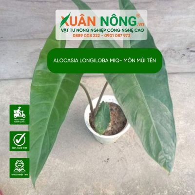 Alocasia longiloba Miq: Đặc điểm, cách trồng và chăm sóc