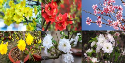 Top 7 loại hoa mai đẹp được chọn trang trí ngày tết