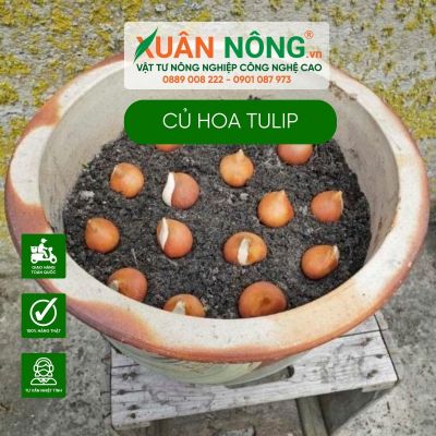 Góc giải đáp về củ hoa tulip có thể bạn chưa biết