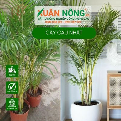 Cây Cau Nhật: Ý nghĩa, cách trồng và chăm sóc tại nhà