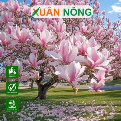 Cách trồng hoa mộc lan đơn giản hoa rực rỡ