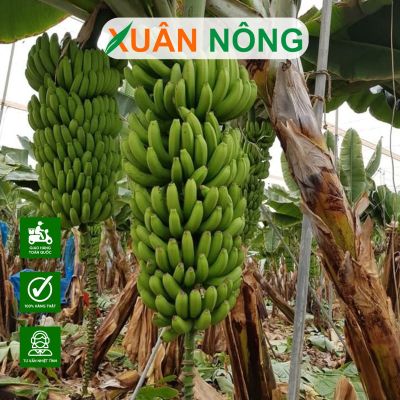 Bí quyết để cây chuối tiêu khỏe, trổ buồng đều, trái to