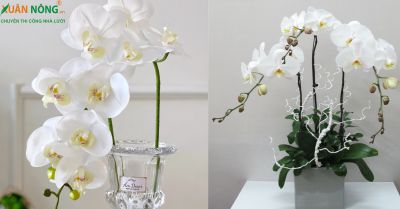 Hoa lan hồ điệp trắng có ý nghĩa gì?