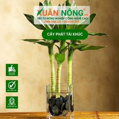 Cách trồng cây phát tài khúc trong nước