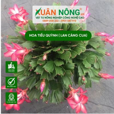 Cách trồng và chăm sóc hoa tiểu quỳnh (Lan càng cua)