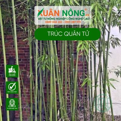 Trúc quân tử: Ý nghĩa, hình ảnh, cách trồng, chăm sóc tại nhà