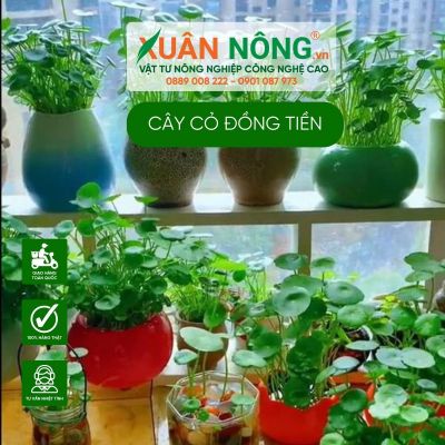 Cây cỏ đồng tiền: Ý nghĩa và cách đặt cây hợp phong thủy