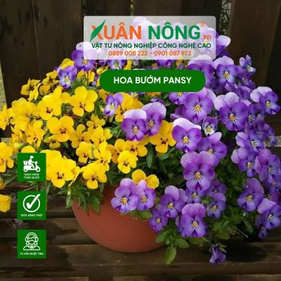 Cách trồng hoa bướm pansy nở hoa rực rỡ