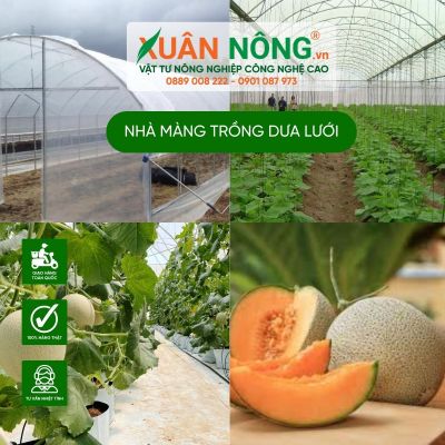 Trồng dưa lưới trong nhà màng lợi ích kinh tế vượt trội