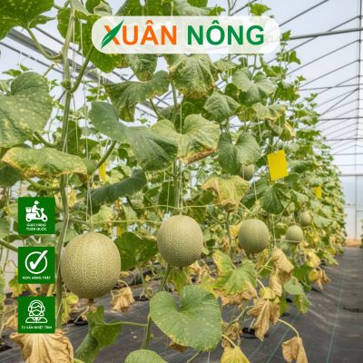 Nhà màng trồng dưa lưới - Phòng và trị bệnh cho dưa lưới